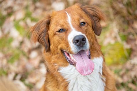 Labernard (St. Bernard Lab Mixed Dog Breed) Info, Pictures,。